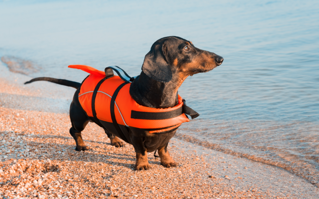 Dachshund with life jacket